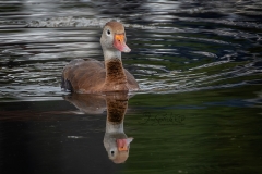 Whistling Duck Floating