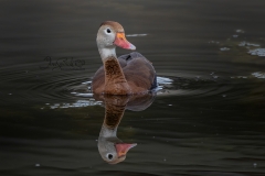 Whistling Duck Angled