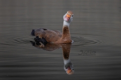 Whistling Duck Head Tilt