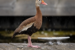 Whistling Duck On Dock