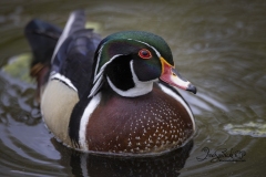 Wood Duck Drake 22