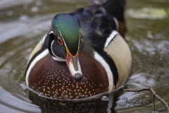 Wood Duck Drake 5