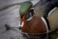 Wood Duck Drake 1