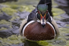 Wood Duck Drake 21