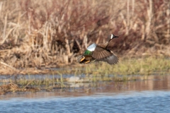 Blue-Winged Teal 1