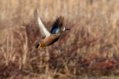 Blue-Winged Teal 3