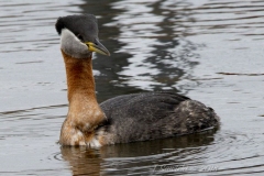 Red-Necked Grebe 5
