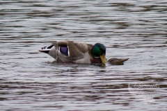 Mallards Mating