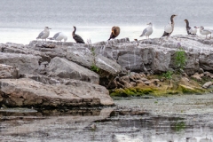 Mixed Species