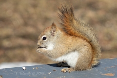 Red Squirrel 3