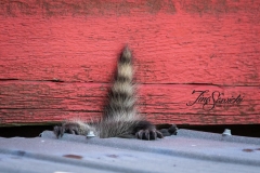 Raccoon Baby Wipeout
