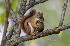 Red Squirrel 5