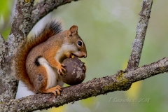 Red Squirrel 6
