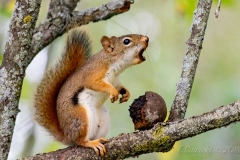 Red Squirrel 7