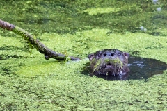 Otter 4