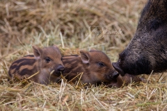 Baby Boars - Hanging in Parc Yurt
