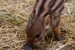 Boar 2