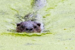 Otter 3
