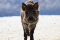 Boar
