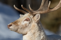 Elk
