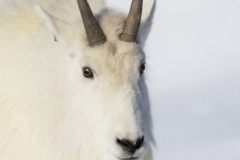 Mountain Goat 3
