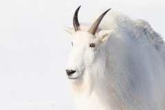 Mountain Goat 4