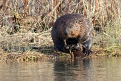 Beaver 4
