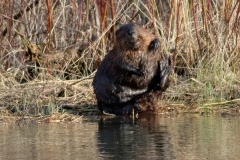 Beaver 5