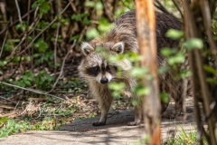 Raccoon 1