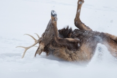 Caribou