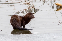 Mink 1