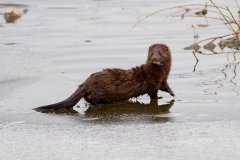 Mink 2