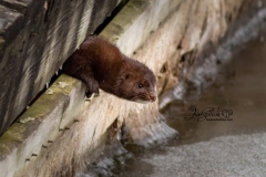 Mink 3