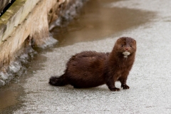 Mink 5