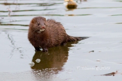 Mink 6