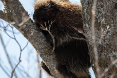 Porcupine 3
