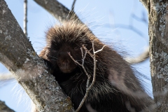 Porcupine 2