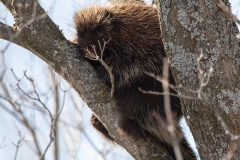 Porcupine 1