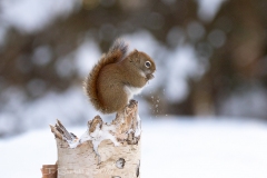 Red Squirrel 4