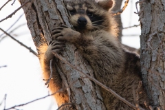 Raccoon 3
