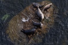 SEALS 1