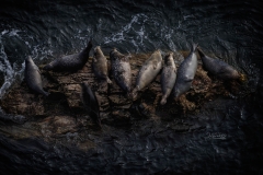 SEALS 2