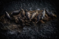 SEALS 4