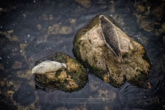 SEALS 3