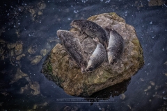SEALS 5