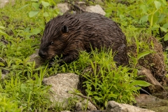 633A3774-BEAVER-IN-WEEDS