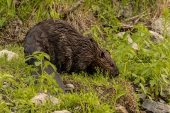 633A3799-BEAVER-SNACKING
