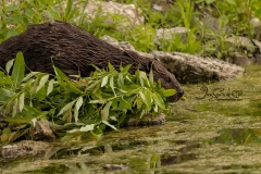 633A3829-BEAVER-ENTERING-POND