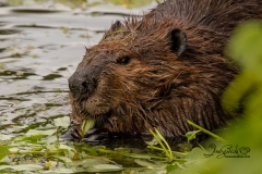 633A3962-ZOOMED-IN-BEAVER