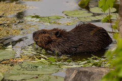 633A3978-BEAVER-SIDE-EATING
